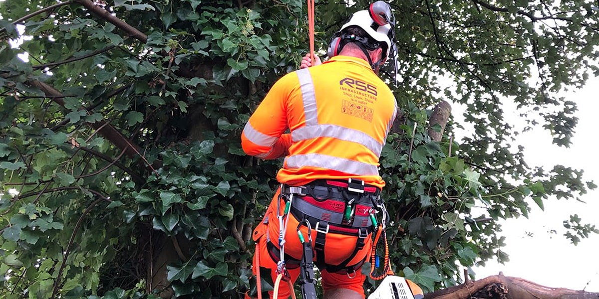 Rope Access-trained Arborists Carry out Vegetation Clearance